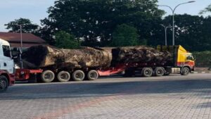 Cengal - Warisan Belantara Malaysia